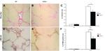 F4/80 Antibody in Immunohistochemistry (IHC)