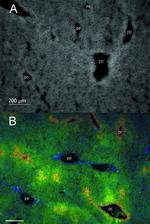 SOCS2 Antibody in Immunohistochemistry (IHC)