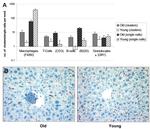 F4/80 Antibody in Immunohistochemistry, Immunohistochemistry (Paraffin) (IHC, IHC (P))