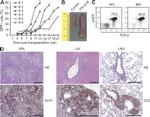 CD3e Antibody in Immunohistochemistry (IHC)