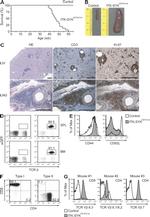 CD3e Antibody in Immunohistochemistry (IHC)