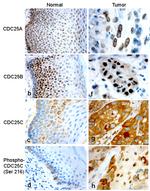 Cdc25A Antibody in Immunohistochemistry (IHC)