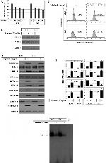 Phospho-IRE1 alpha (Ser724) Antibody in Western Blot (WB)