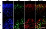 NR5A1 Antibody in Immunohistochemistry (IHC)