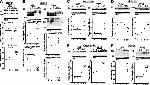 Kinesin 5A Antibody in Western Blot (WB)