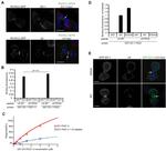 GST Tag Antibody in ELISA (ELISA)