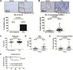 CD68 Antibody in Immunohistochemistry, Immunohistochemistry (Paraffin) (IHC, IHC (P))