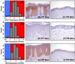 IRF9 Antibody in Immunohistochemistry (Paraffin) (IHC (P))