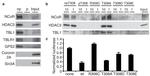 NCoR1 Antibody in Western Blot (WB)