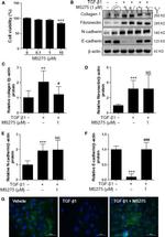 Fibronectin Antibody in Western Blot (WB)