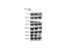 HSC70 Antibody in Western Blot (WB)