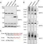 Septin 3 Antibody in Western Blot (WB)