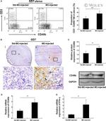 CD49b (Integrin alpha 2) Antibody in Flow Cytometry (Flow)