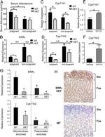 beta Galactosidase Antibody in Immunohistochemistry, Immunohistochemistry (Paraffin) (IHC, IHC (P))