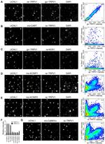 CaMKII alpha Antibody in Immunocytochemistry (ICC/IF)