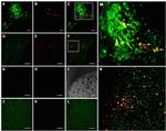 GFP Antibody in Immunohistochemistry, Immunohistochemistry (Frozen) (IHC, IHC (F))