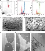 CD63 Antibody in Flow Cytometry (Flow)