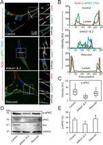 GAPDH Antibody in Western Blot (WB)