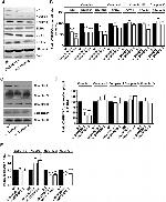 UQCRC1 Antibody in Western Blot (WB)