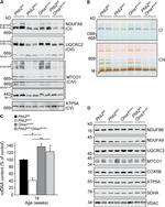 NDUFA9 Antibody in Western Blot (WB)