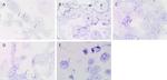 SOX2 Antibody in Immunohistochemistry, Immunohistochemistry (Paraffin) (IHC, IHC (P))