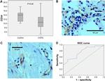 CD34 Antibody in Immunohistochemistry, Immunohistochemistry (Paraffin) (IHC, IHC (P))