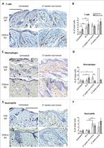 F4/80 Antibody in Immunohistochemistry, Immunohistochemistry (Paraffin) (IHC, IHC (P))