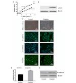 N-cadherin Antibody