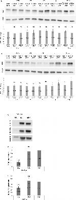 PTBP1 Antibody in Western Blot (WB)