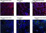 ZO-1 Antibody in Immunocytochemistry (ICC/IF)