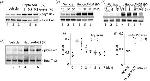 6x-His Tag Antibody in ELISA (ELISA)