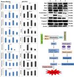 beta Actin Antibody in Western Blot (WB)