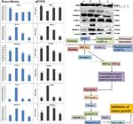 beta Actin Antibody in Western Blot (WB)