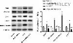 Chk1 Antibody in Western Blot (WB)