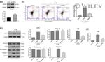 NLRP3 Antibody in Western Blot (WB)