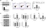 NLRP3 Antibody in Western Blot (WB)