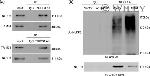 NLRP3 Antibody in Western Blot, Immunoprecipitation (WB, IP)