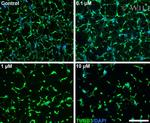 beta-3 Tubulin Antibody in Immunocytochemistry (ICC/IF)