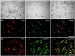 iNOS Antibody in Immunocytochemistry (ICC/IF)