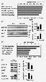 Claudin 18 Antibody in Western Blot (WB)