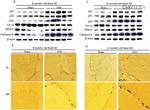 Collagen I Antibody in Western Blot (WB)