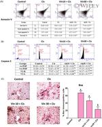 Bax Antibody in Immunohistochemistry (IHC)