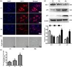 HMOX1 Antibody in Western Blot, Immunocytochemistry (WB, ICC/IF)