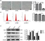 HMOX1 Antibody in Western Blot (WB)