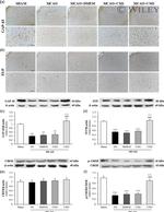 Synaptophysin Antibody in Western Blot, Immunohistochemistry (WB, IHC)