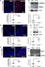 IL-1 beta Antibody in Western Blot, Immunocytochemistry (WB, ICC/IF)