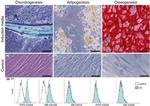 CD14 Antibody in Flow Cytometry (Flow)