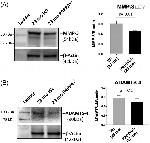 beta Actin Antibody in Western Blot (WB)