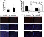 Nanog Antibody in Immunocytochemistry (ICC/IF)