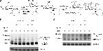 QKI Antibody in Western Blot (WB)